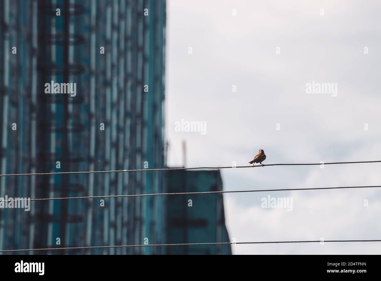 Passerelle piccole sui cavi. Piccolo uccello su cavo in zona industriale. Birdie su filo sullo sfondo del muro di costruzione in bokeh. Divertente alata sfumata Foto Stock