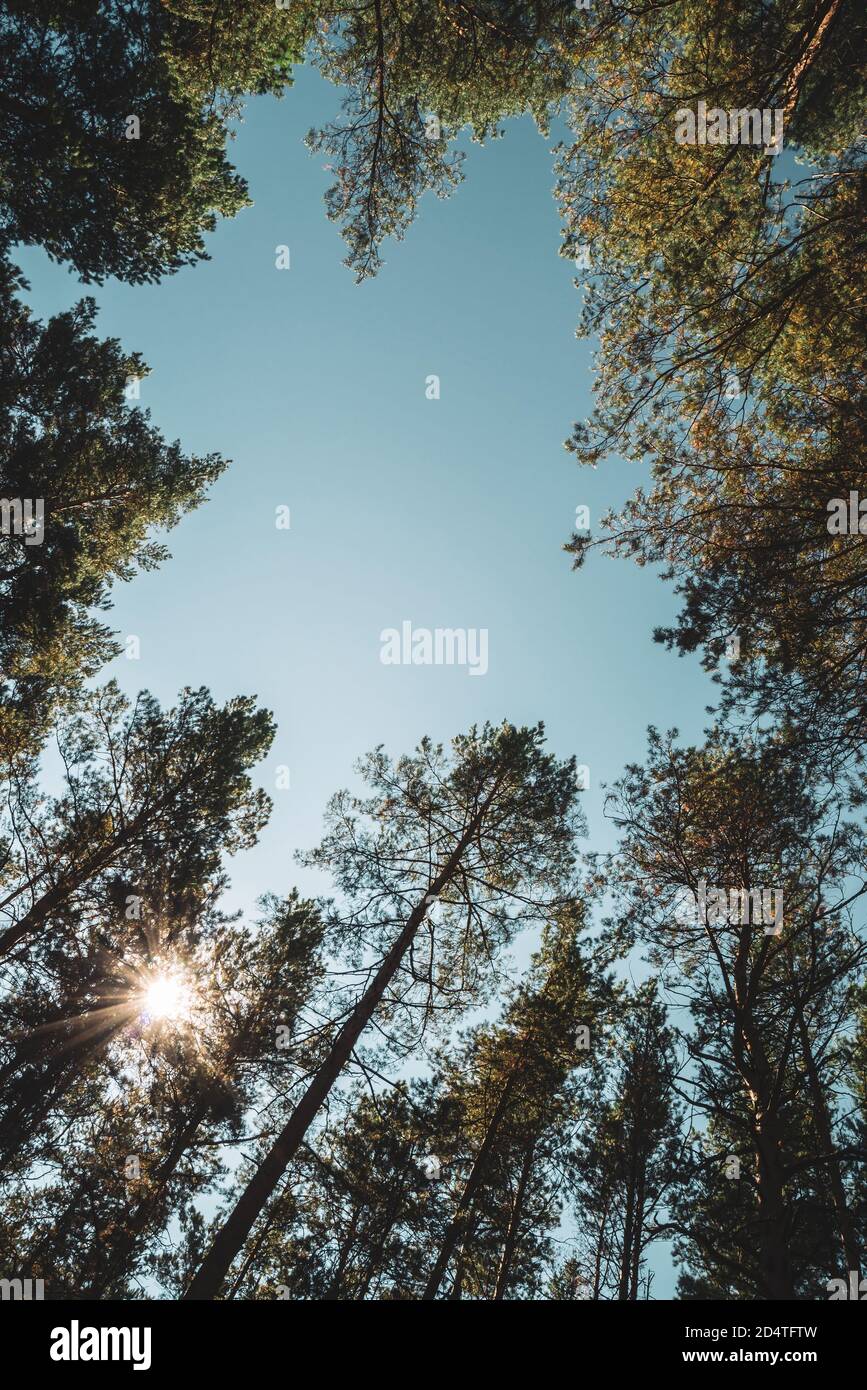 Tronchi dritti di pini alti sotto cielo aperto. Corone di giganteschi alberi di conifere sullo sfondo di un cielo limpido. Foresta di conifere dall'atmosfera scura. Struttura di Foto Stock