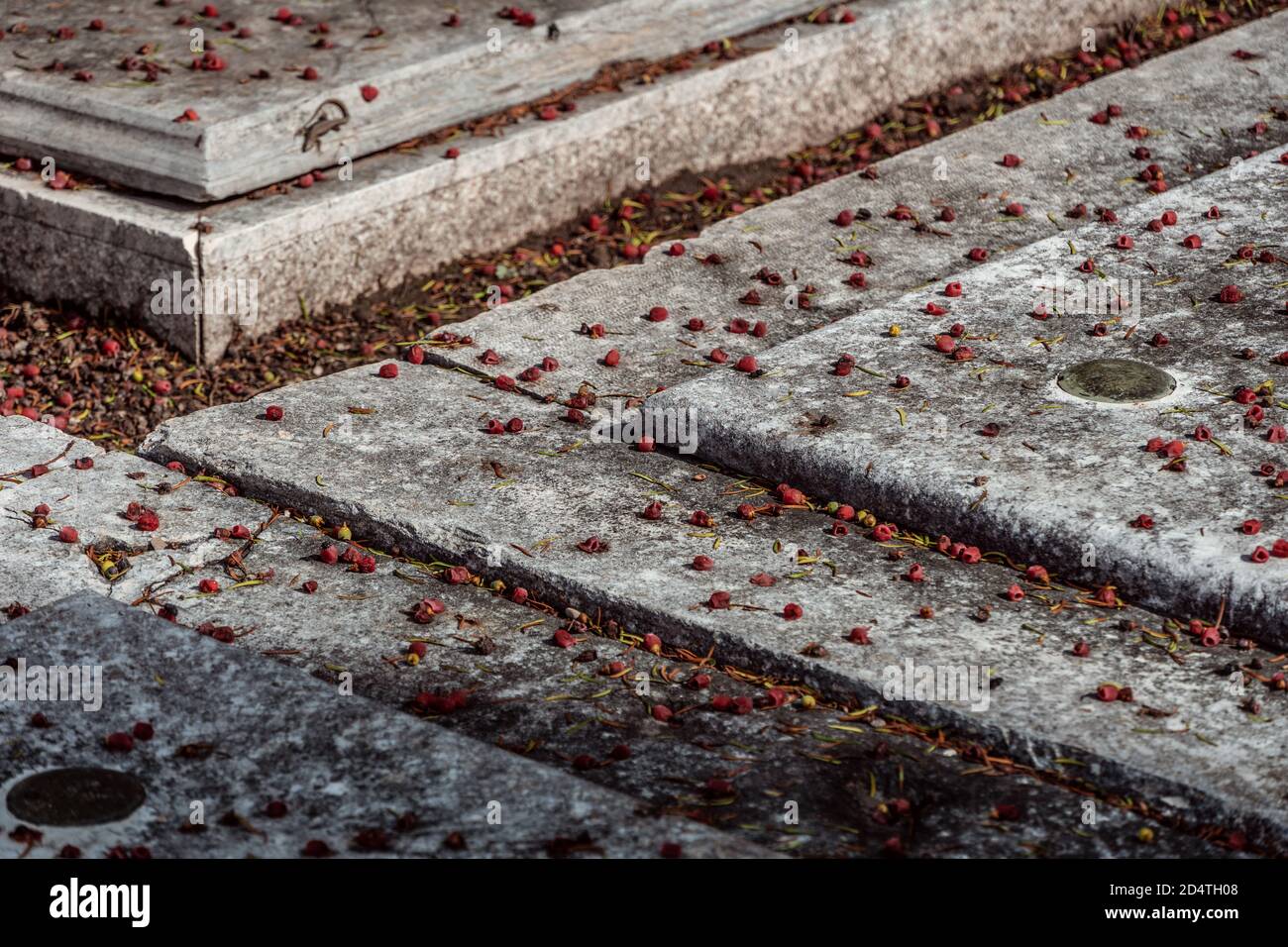 bacche rosse giacenti su lapidi in cimitero in autunno Foto Stock