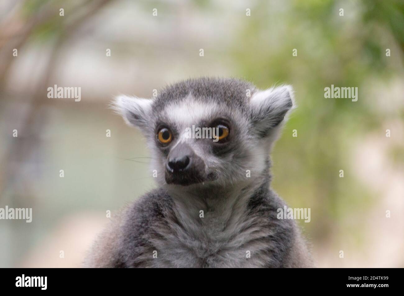 Ritratto di un Lemur con coda ad anello (Lemur Catta) Foto Stock