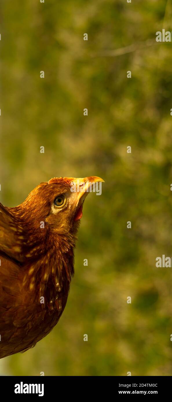 Le galline si nutrono sul tradizionale cortile rurale in giornata di sole. Particolare della testa di gallina. Polli seduti in casa. Primo piano di pollo in piedi sul cortile fienile con la gabbia di pollo. Allevamento di pollame a gamma libera Foto Stock