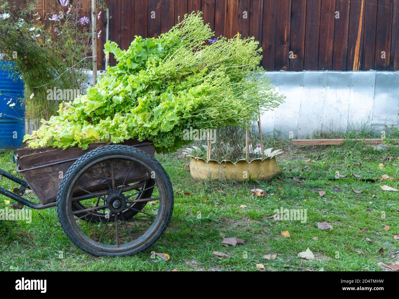 Carrello a mano con un Bush di lattuga. L'insalata contiene molte diverse vitamine, minerali e sostanze organiche. Foto Stock