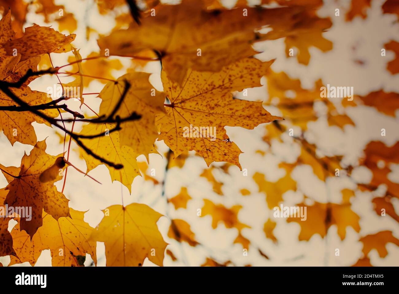 Foglie di acero giallo scuro nella stagione autunnale con sfondo sfocato Foto Stock