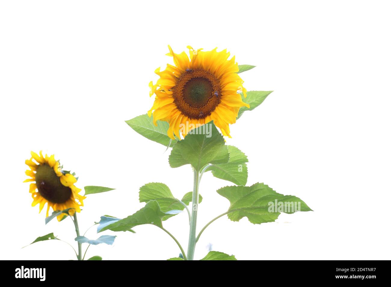 Il campo di grandi girasoli arancioni Foto Stock