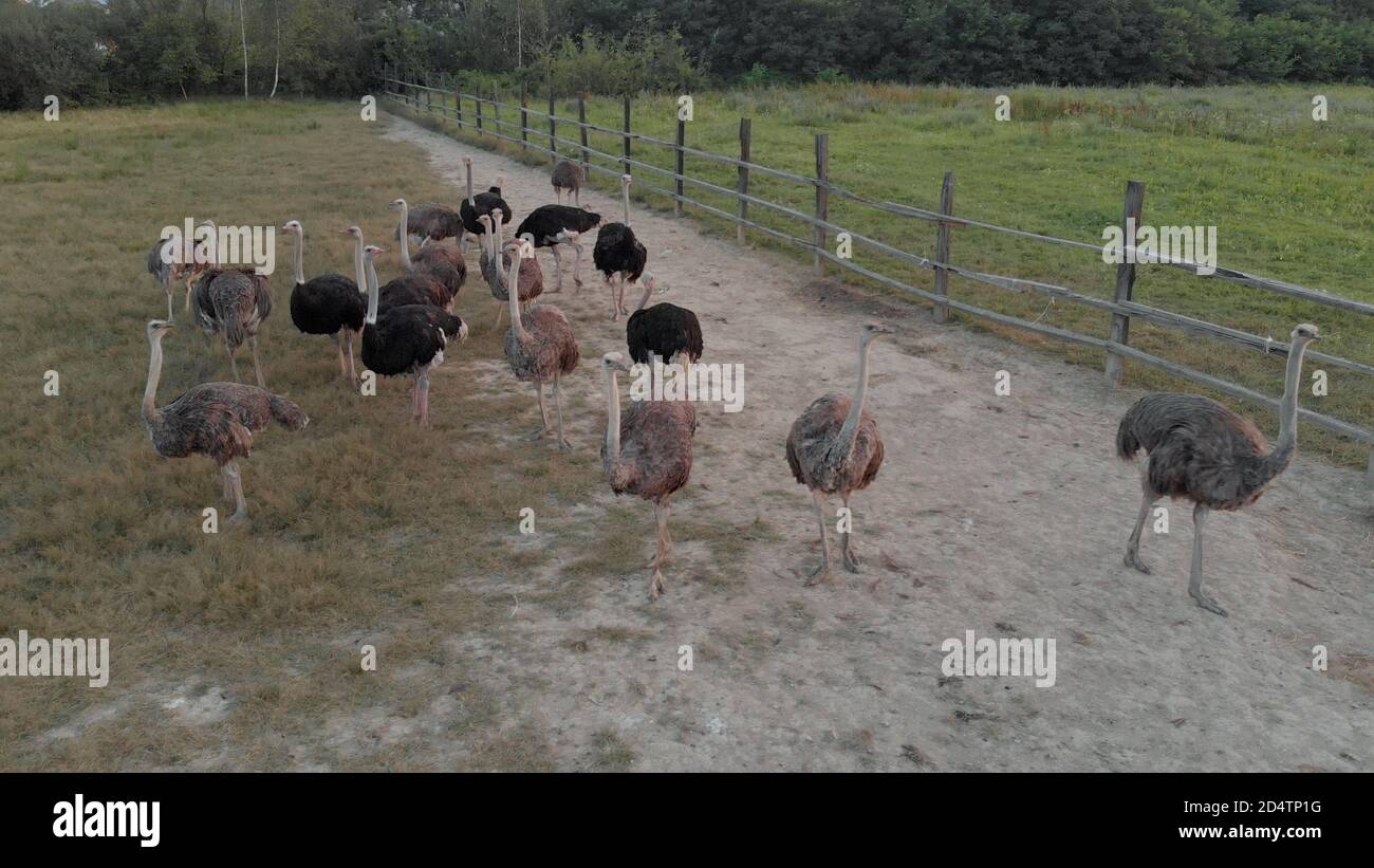 Gregge di struzzo dietro una recinzione di legno. Foto Stock