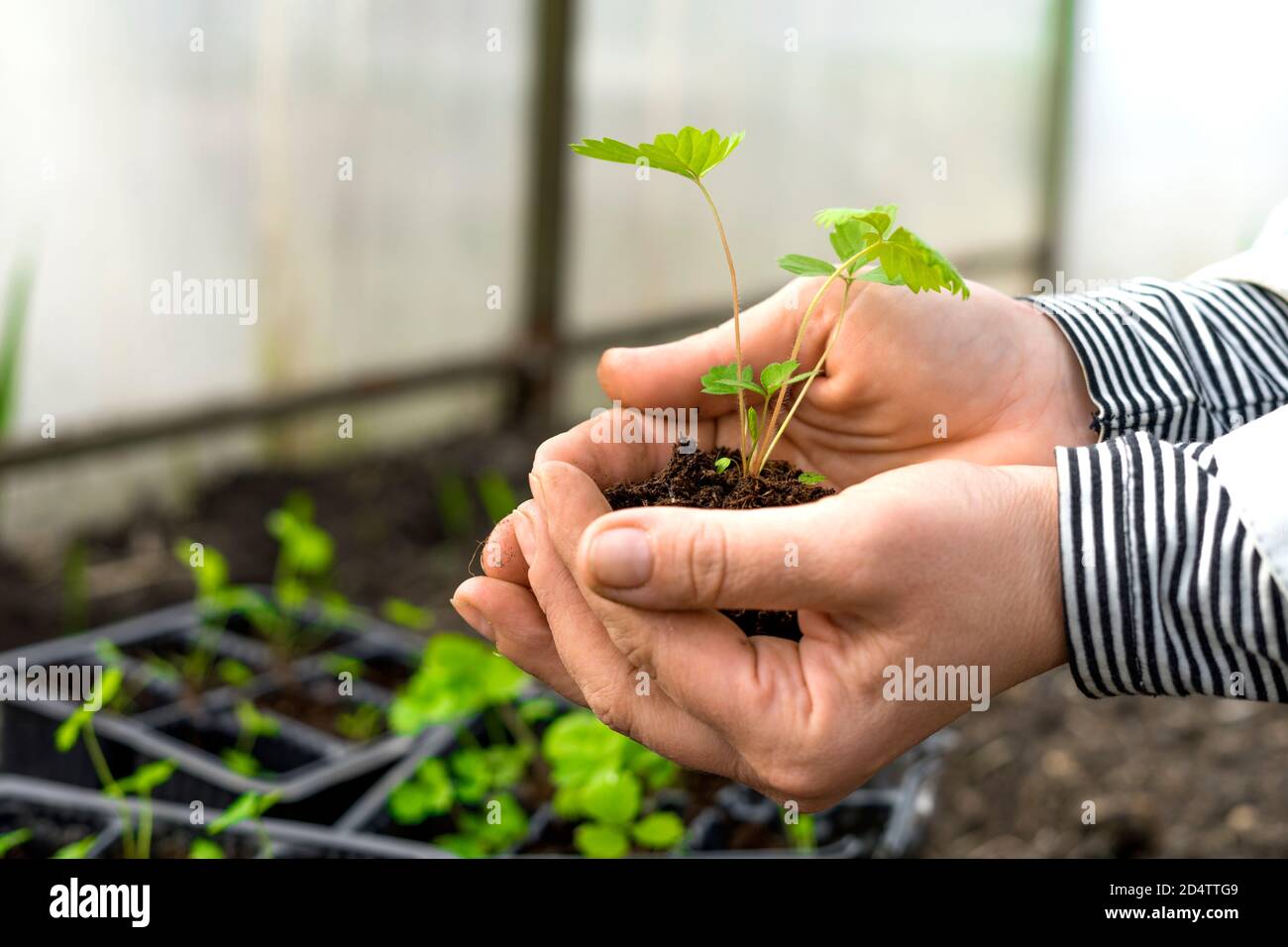 Vista dall'alto di una mano femminile con piantine di fragole. Serra piantando. Vista ravvicinata. Messa a fuoco selettiva. Concetto di primavera e di giardinaggio. Foto Stock