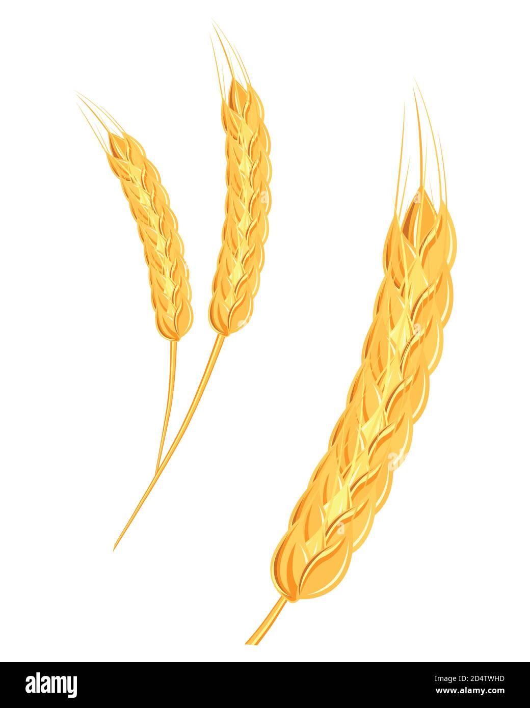 Una serie di spikelets di grano dorato, segale, orzo su uno sfondo bianco di varie forme. Illustrazione Vettoriale