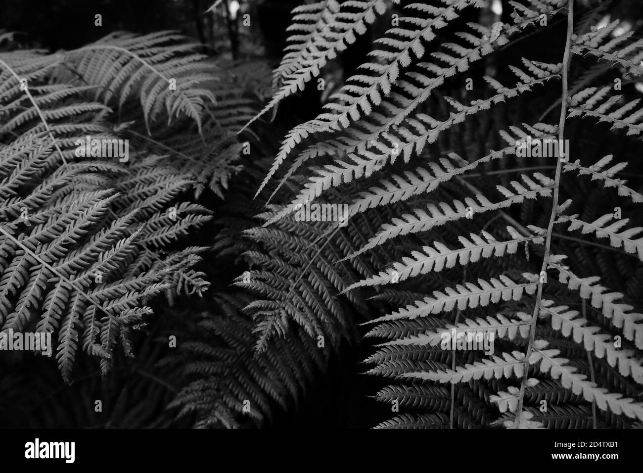 Foglie nere e bianche di Fern Foto Stock