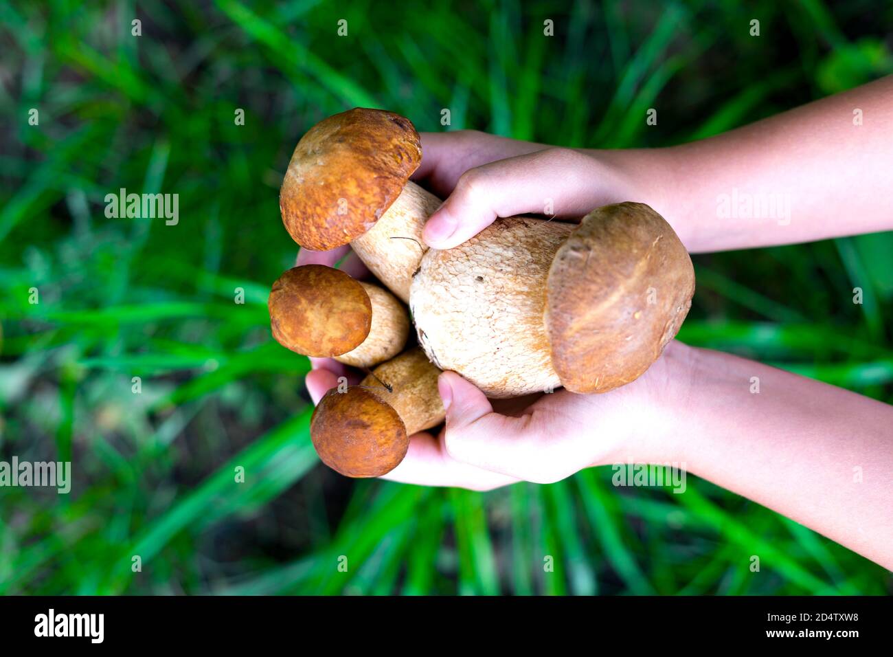 Vista dall'alto su vari funghi crudi. Funghi porcini, funghi di betulla, funghi porcini con tappo arancione. Le mani di un bambino caucasico tengono una manciata di fungo su uno sfondo di prato verde. Mettere a fuoco sui funghi nelle mani. Messa a fuoco selettiva. Foto Stock