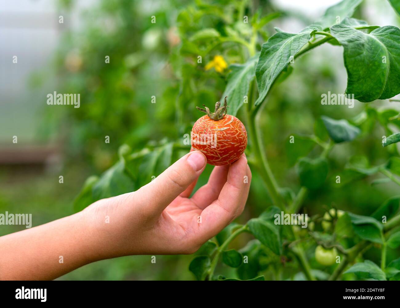 Una mano del bambino che tiene un pomodoro incrinato su sfondo verde sfocato. Serra, concetto di agricoltura. Messa a fuoco selettiva. Foto Stock