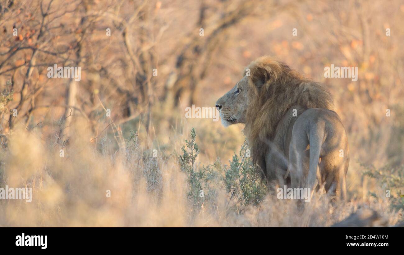 Leone Male pattugliando il suo territorio (Panthera leo), Kruger Park, Sud Africa Foto Stock