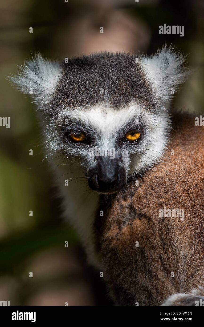 Ritratto di lemuri con coda ad anello (catta di Lemur), Riserva di Anja, Madagascar Foto Stock
