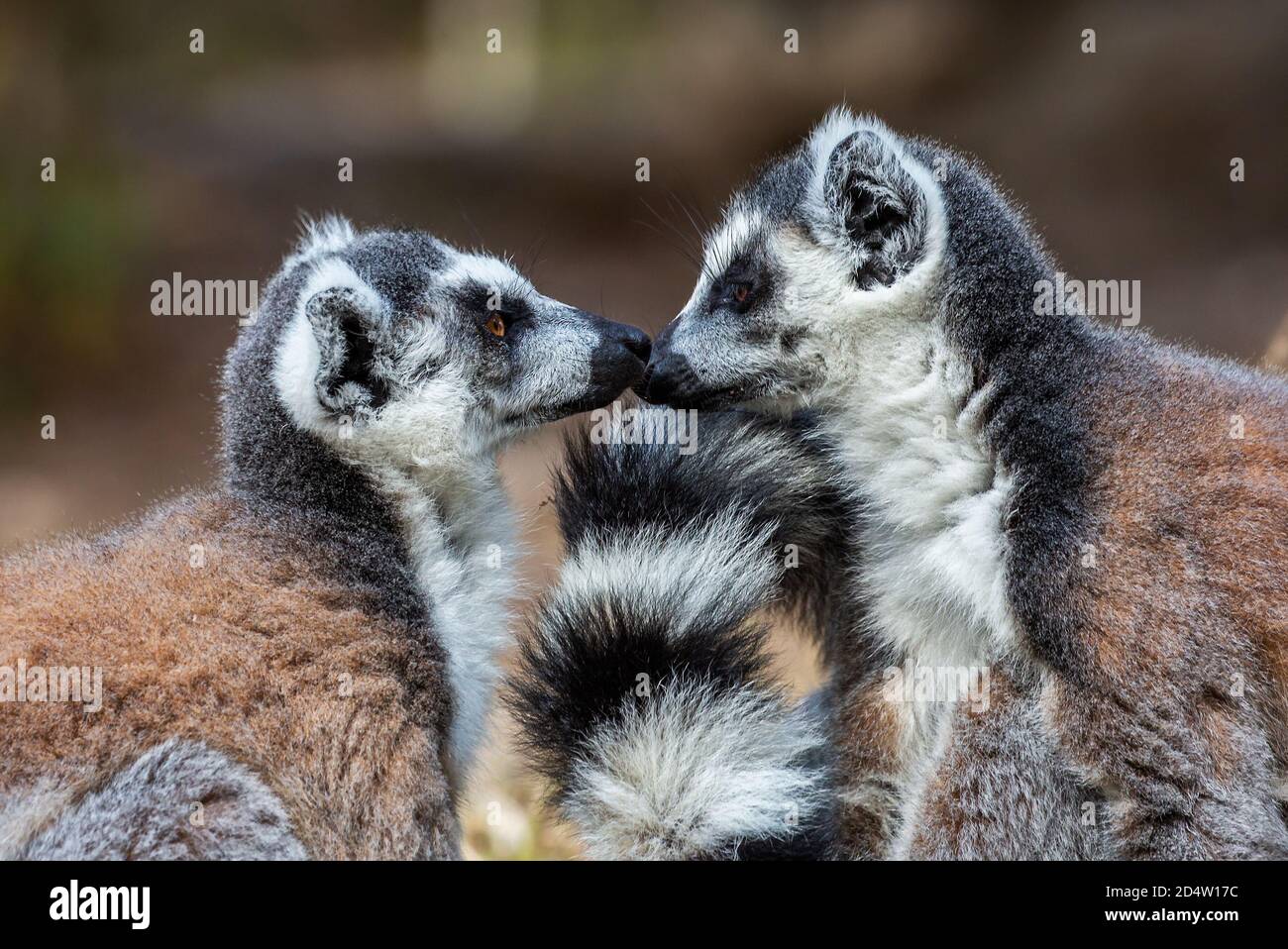 Due lemuri con coda ad anello faccia a faccia (Lemur catta), Parco Nazionale di Isalo, Madagascar Foto Stock