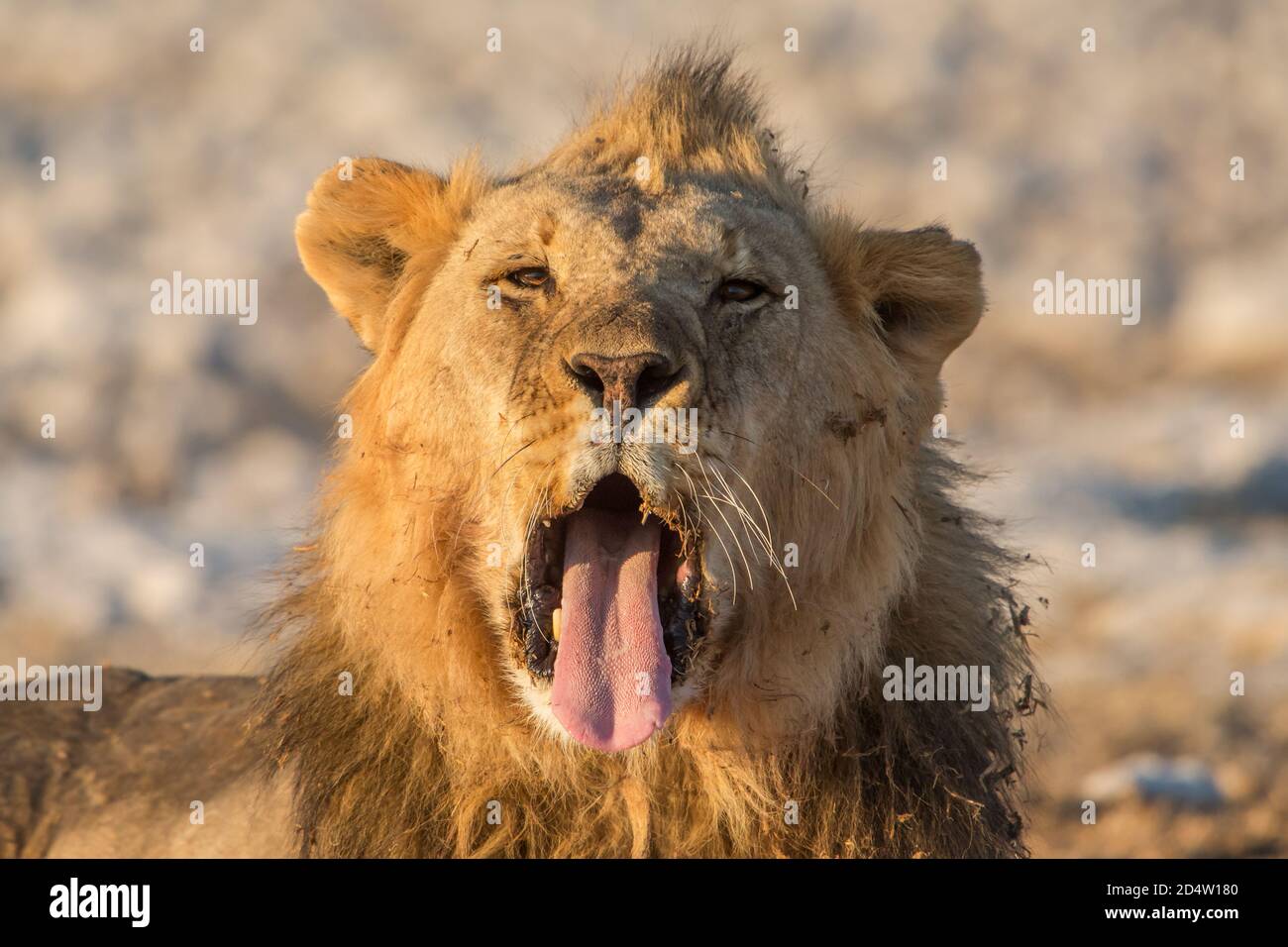 Leone che sbadia (Panthera leo), Parco Nazionale di Etosha, Namibia Foto Stock