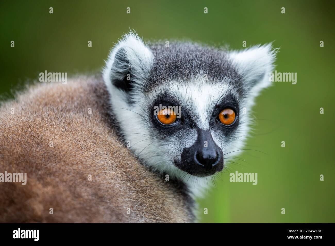 Anello-tailed lemur (Lemur catta), Anja Riserva, Madagascar Foto Stock