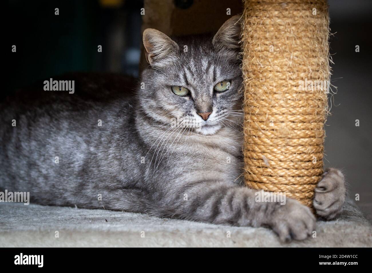 Primo piano del gatto guardando la fotocamera con un'espressione seria Foto Stock