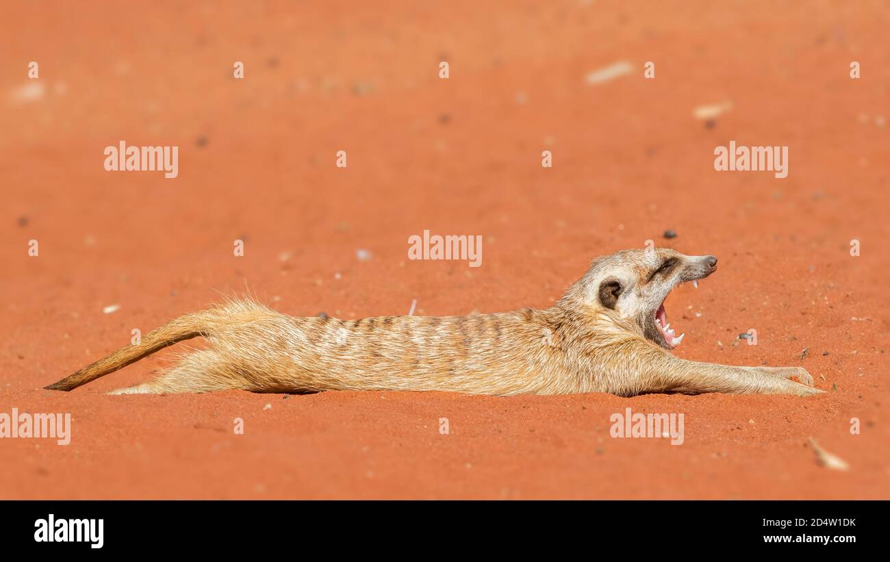 Meerkat si allunga e si innamola su sabbia rossa (Suricata suricatta), deserto di Kalahari, Namibia Foto Stock
