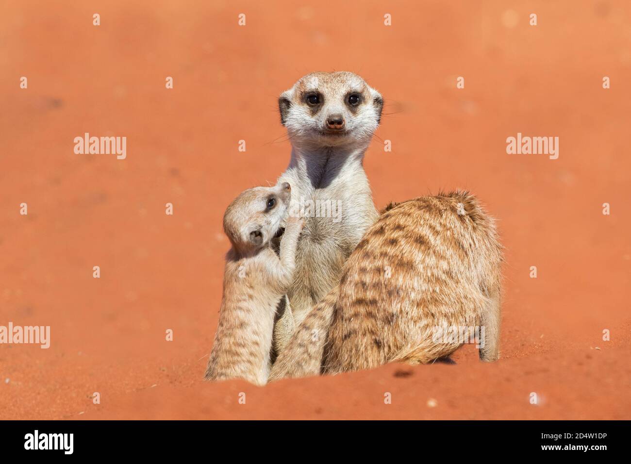 Famiglia Meerkat (Suricata suricatta), deserto di Kalahari, Namibia Foto Stock