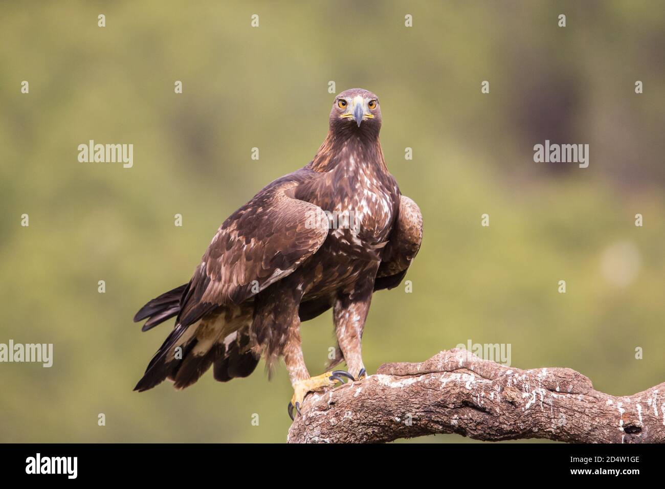 Aquila (Aquila chrysaetos), Andalusia, Spagna Foto Stock