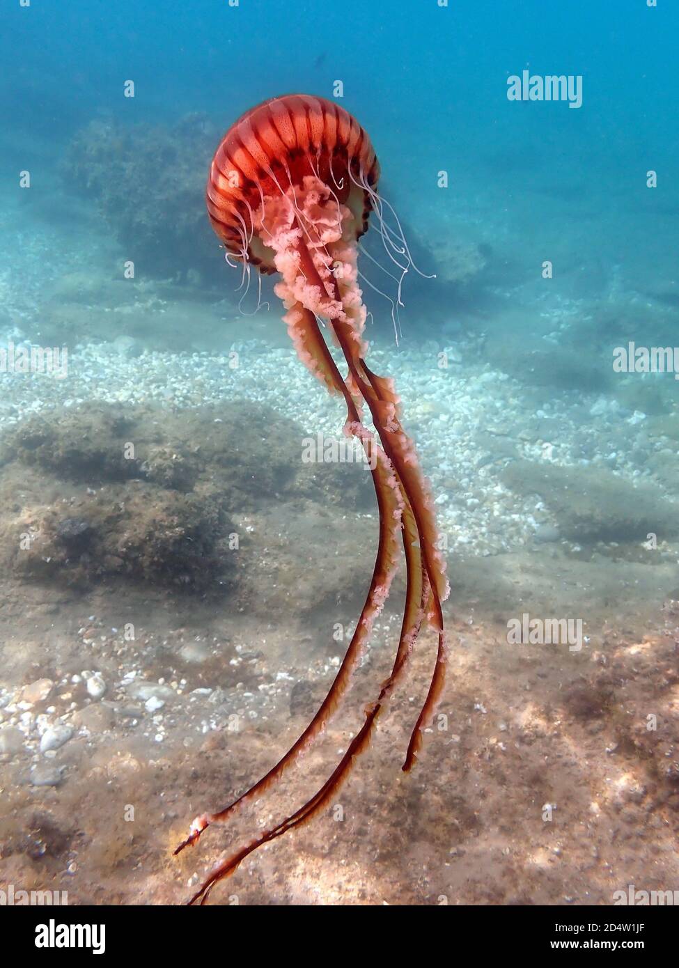 Primo piano di una medusa di Corona in mare Foto Stock