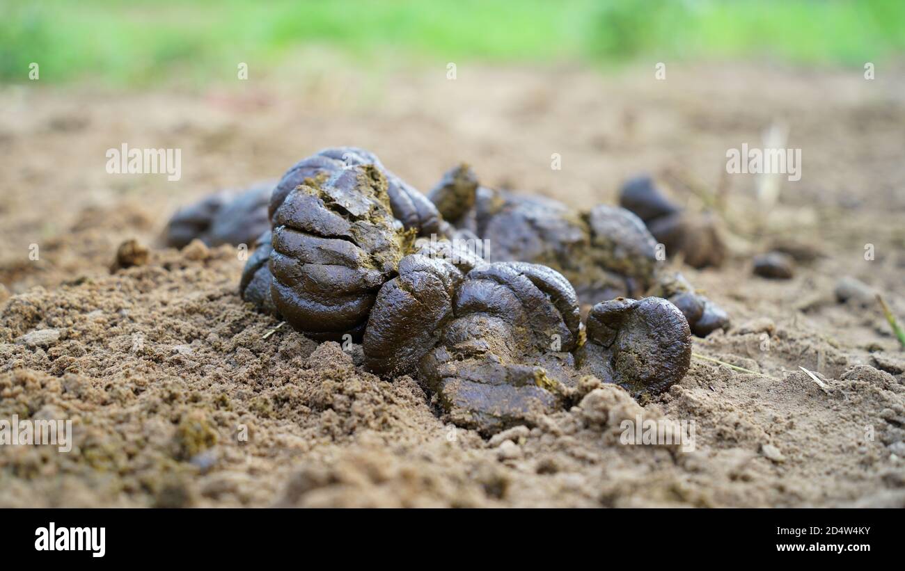 Concime di vacca - sterco di mucca fresco su terra. Foto Stock