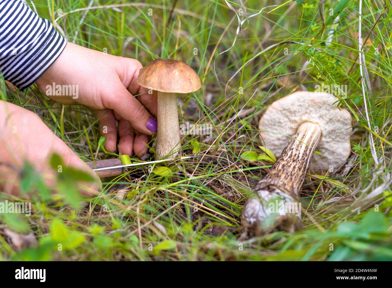 Le mani delle donne da vicino per raccogliere i funghi nella foresta. Una donna taglia un fungo con un coltello, un altro fungo è sdraiato sull'erba. Vista ravvicinata. Messa a fuoco selettiva. Foto Stock