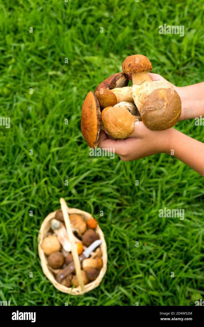 Vari funghi crudi in un cesto di vimini sull'erba. Il coltello si trova nel cestello. Funghi porcini, funghi di betulla, funghi porcini con tappo arancione. Le mani di una ragazza in un maglione verde tengono una manciata di funghi. Mettere a fuoco sui funghi nelle mani. Messa a fuoco selettiva. Foto Stock
