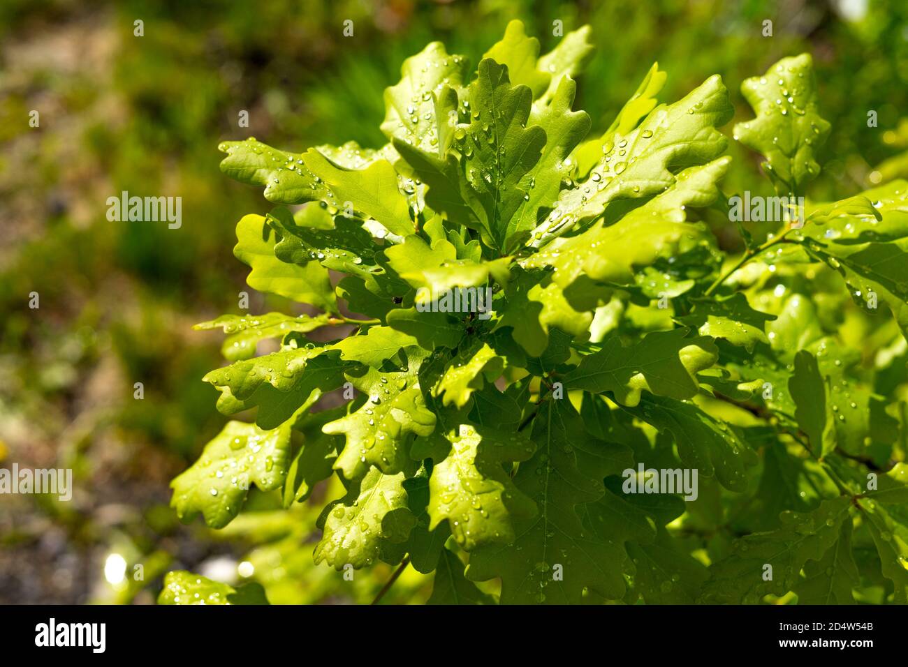 Foglie di quercia in gocce dopo la pioggia primo piano. Giorno di sole luminoso. Messa a fuoco selettiva. Spazio di copia. Foto Stock