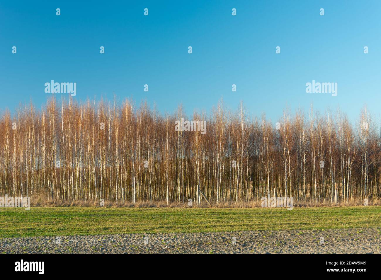 Campo verde, foresta senza foglie e cielo blu Foto Stock