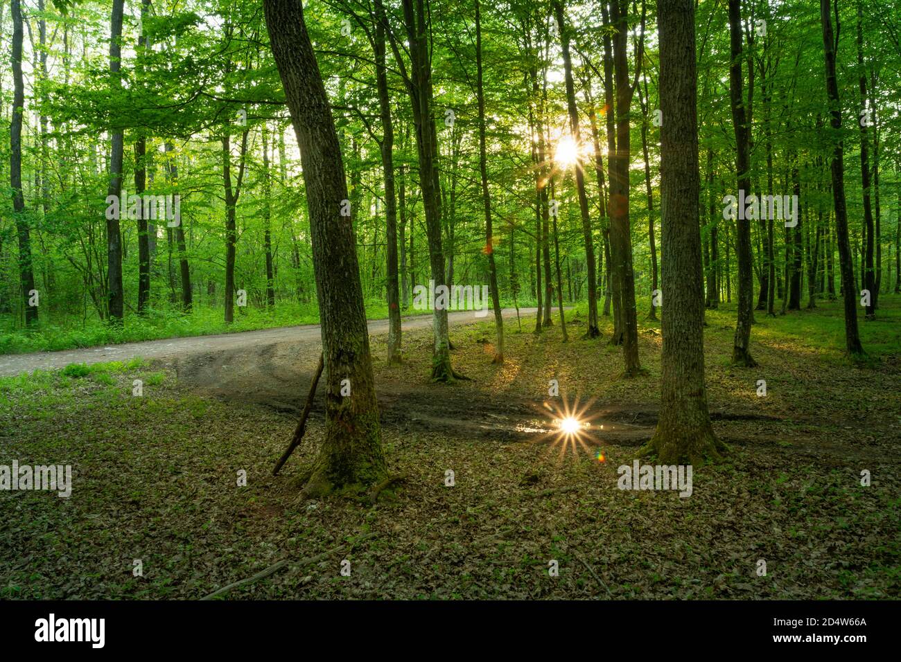 La strada sterrata e il sole nella foresta verde Foto Stock