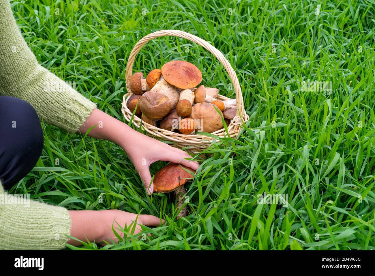 Raccolta dei funghi. Caucasica ragazze mani in maglia verde maglia maglione tagliato fresco commestibile giovane fungo boletus edulis coltello da caccia vicino cesto di vimini con funghi commestibili su un prato forestale, primo piano. Berretto rosso, caccia ai funghi. Spazio per text.Harvest Foto Stock