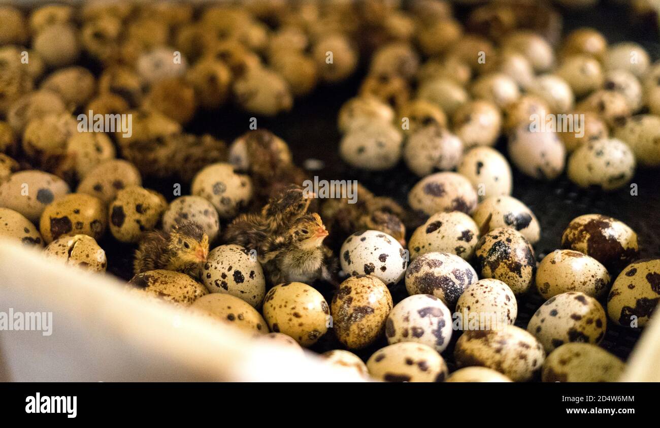 Una vista ravvicinata mostra un gruppo di pulcini di quaglia covati neonatali in un incubatore in un allevamento di pollame. Profondità di campo poco profonda. Foto Stock