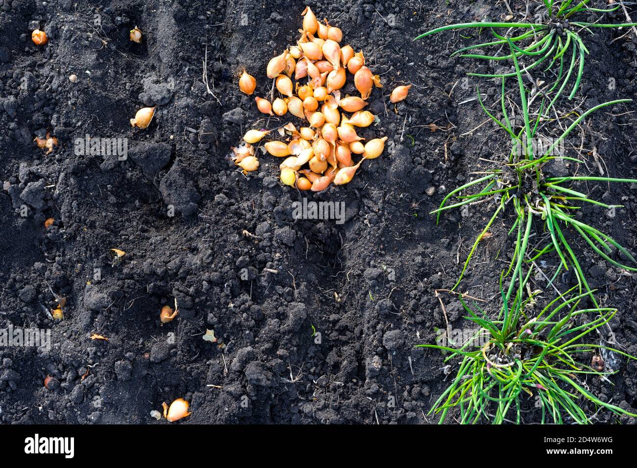 Seminare cipolle in un giardino organico, un primo piano di semenze piantate nel suolo. Foto Stock