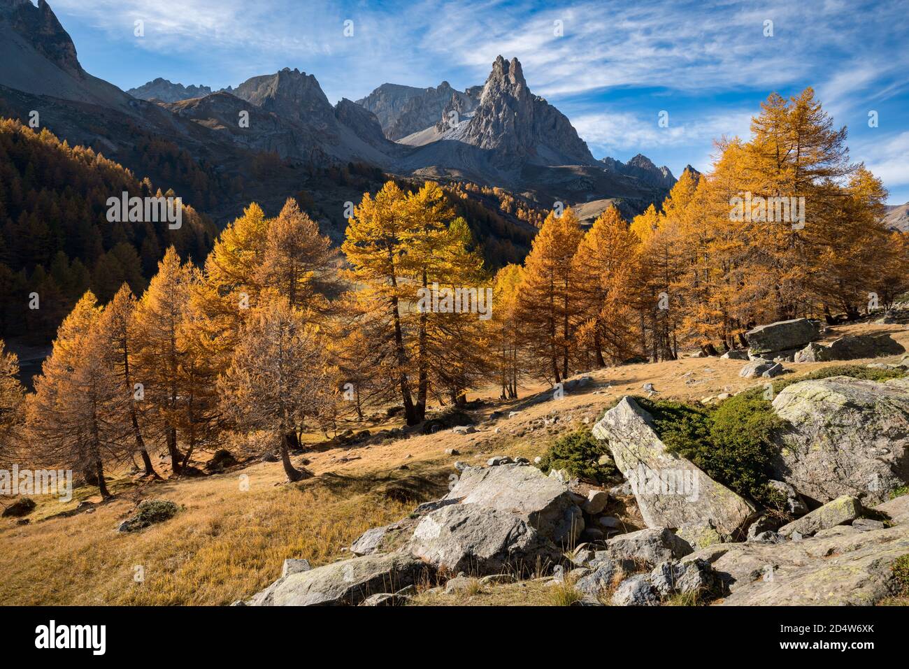 Valle di Caree con larici in pieno autunno colori. Massiccio del Cerces con la cima del Main de Crepin (mano di Crepin). Vallee de la Caree, Hautes-Alpes, Alpi Foto Stock