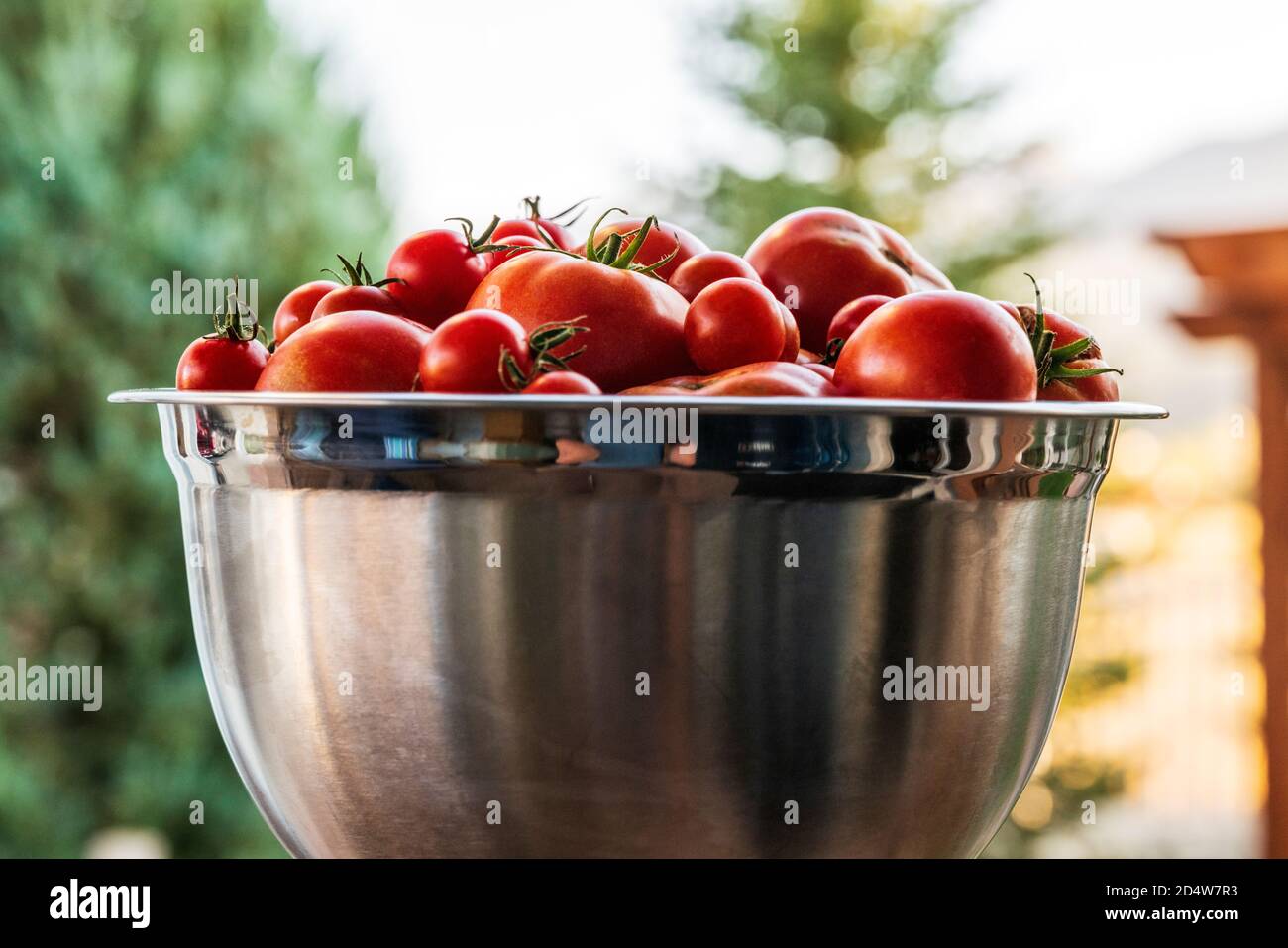 Pomodori da giardino e peperoni appena raccolti; Salida; Colorado; USA Foto Stock