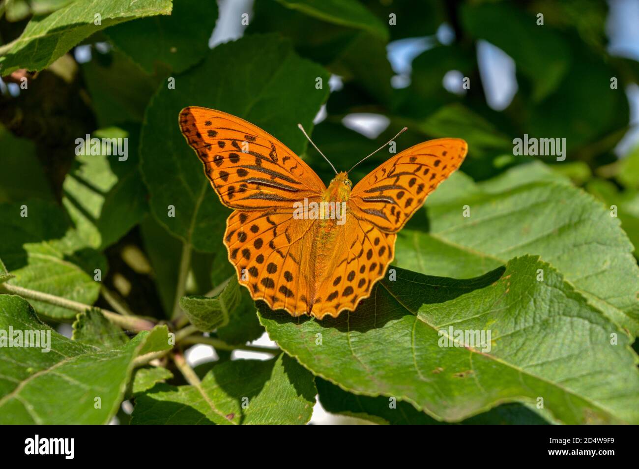 Farfalla arancione in un baldacchino di alberi, una calda giornata estiva in campagna, micro fotografia Foto Stock