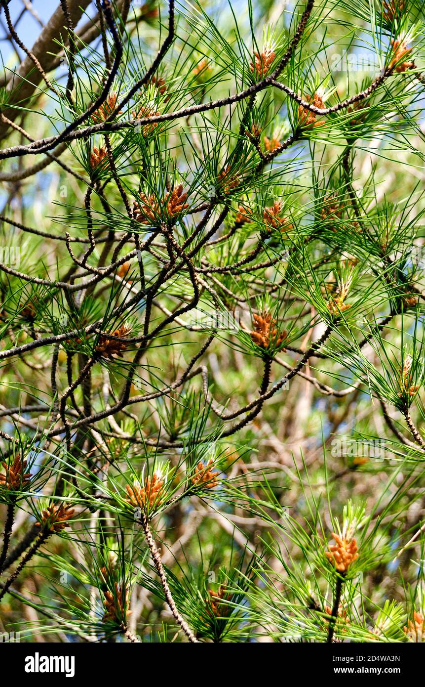 Particolare della corona di un fiorente pino maschio in primavera in Puglia Foto Stock