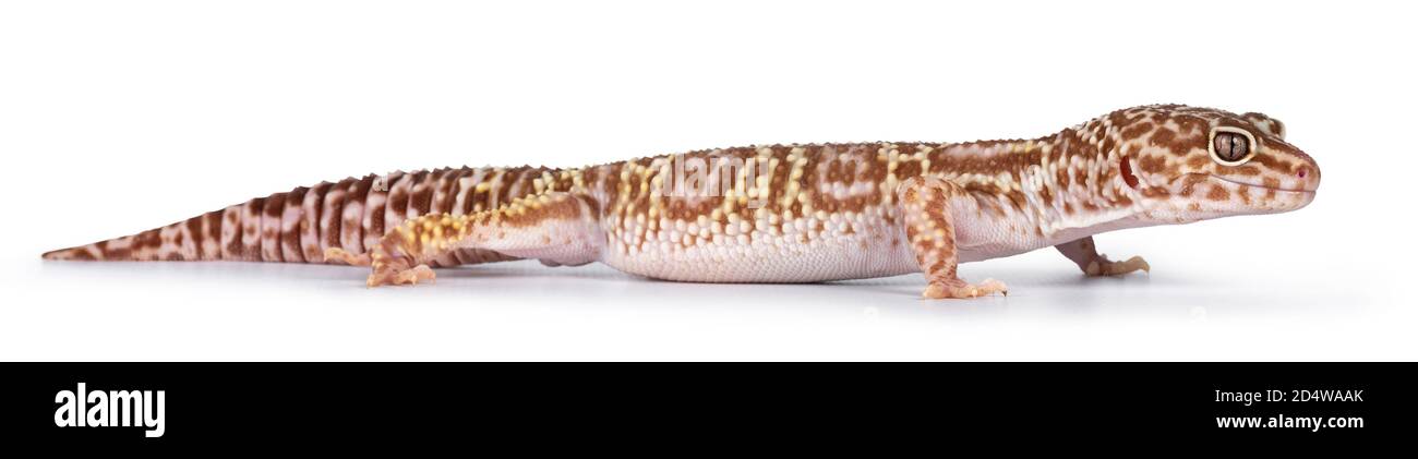 Adulto Mack neve trematore leopardo gecko aka Eublepharis macularius, in piedi vie laterali. Isolato su sfondo bianco. Foto Stock