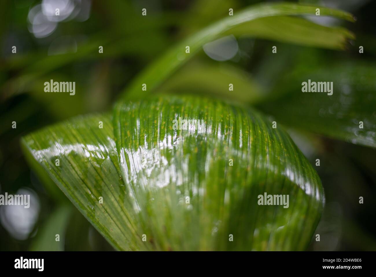 Filodendro foglia di Hederaceum Foto Stock