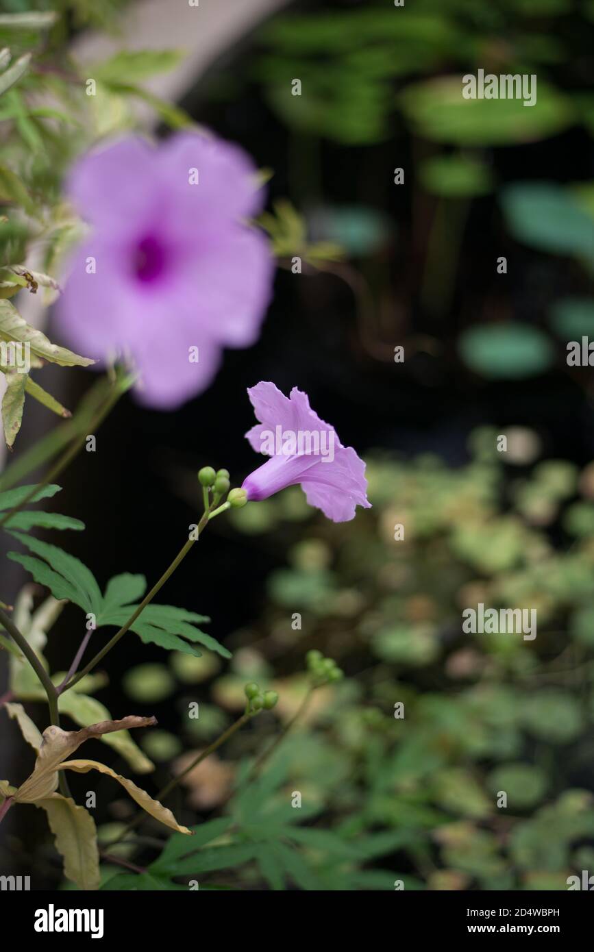 Ruellia Simplex Petunia messicana Bluebell Britton's Wild Petunia Viola Fiore blu Foto Stock