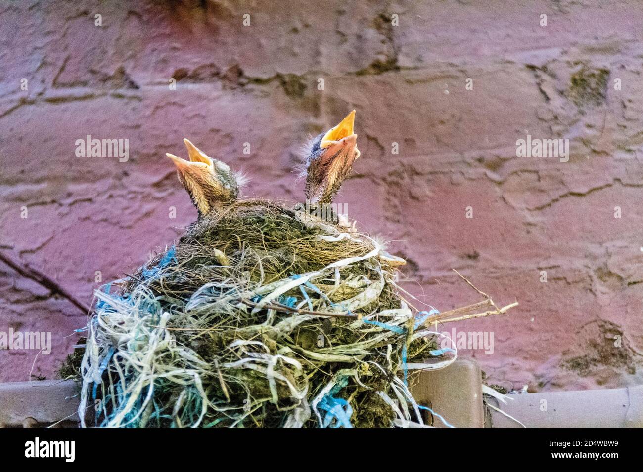 American Robin pulcini, Turdus migratorius, in nido, con le querce aperte, New York City, USA Foto Stock