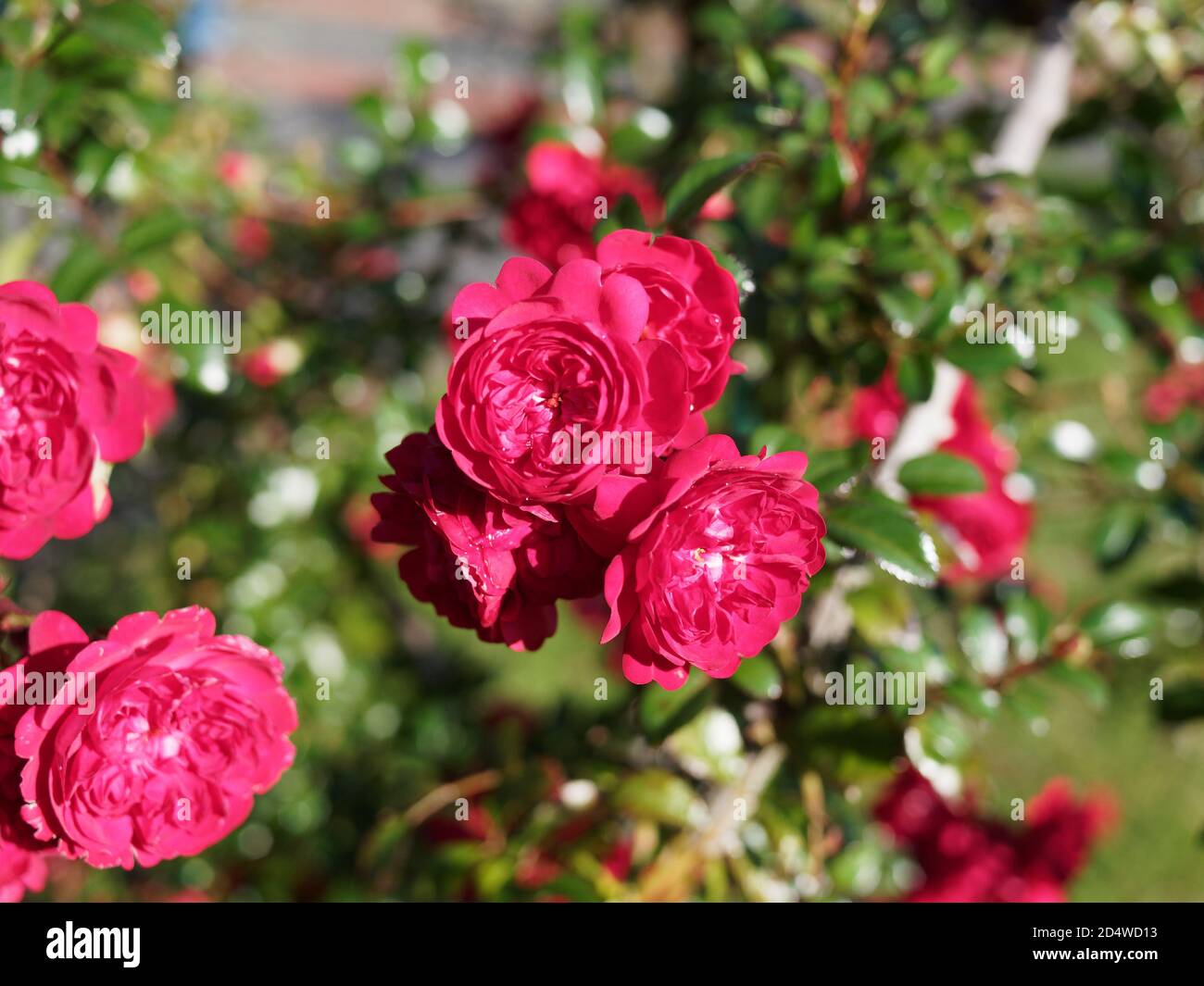 Rosen im Rosengarten des Westfalenparks a Dortmund, Nordrhein-Westfalen, Germania. Im Fokus Bündel an Rosenblüten vor Rosenstrauch. (Giardino di rose) Foto Stock