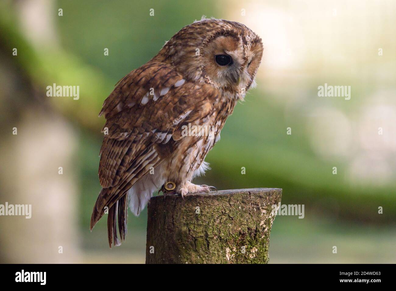 Il gufo o gufo bruno (Strix aluco) è un gufo di media taglia, molto diffuso nei boschi di gran parte del paleartico. Foto Stock