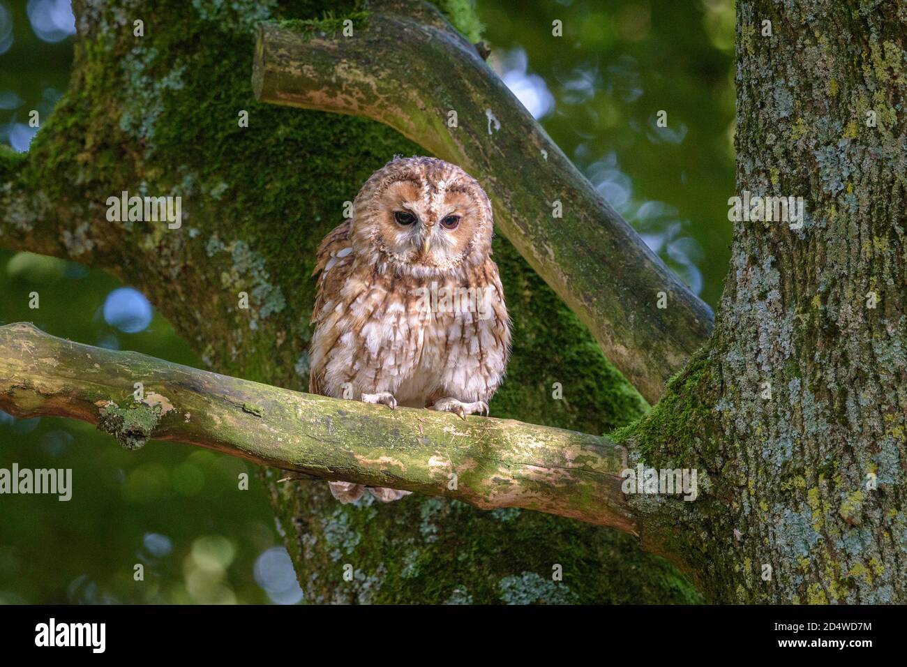 Il gufo o gufo bruno (Strix aluco) è un gufo di media taglia, molto diffuso nei boschi di gran parte del paleartico. Foto Stock