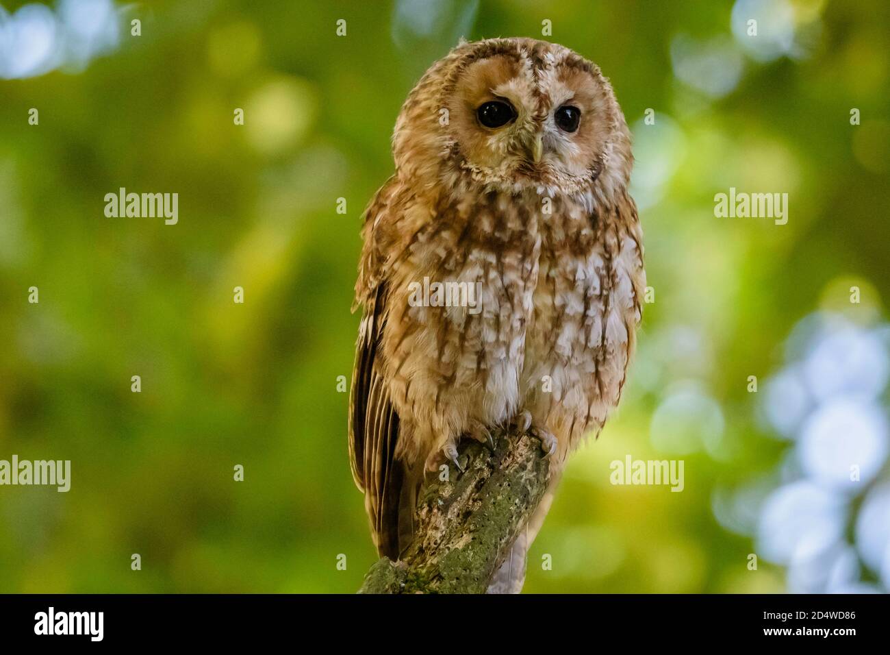 Il gufo o gufo bruno (Strix aluco) è un gufo di media taglia, molto diffuso nei boschi di gran parte del paleartico. Foto Stock