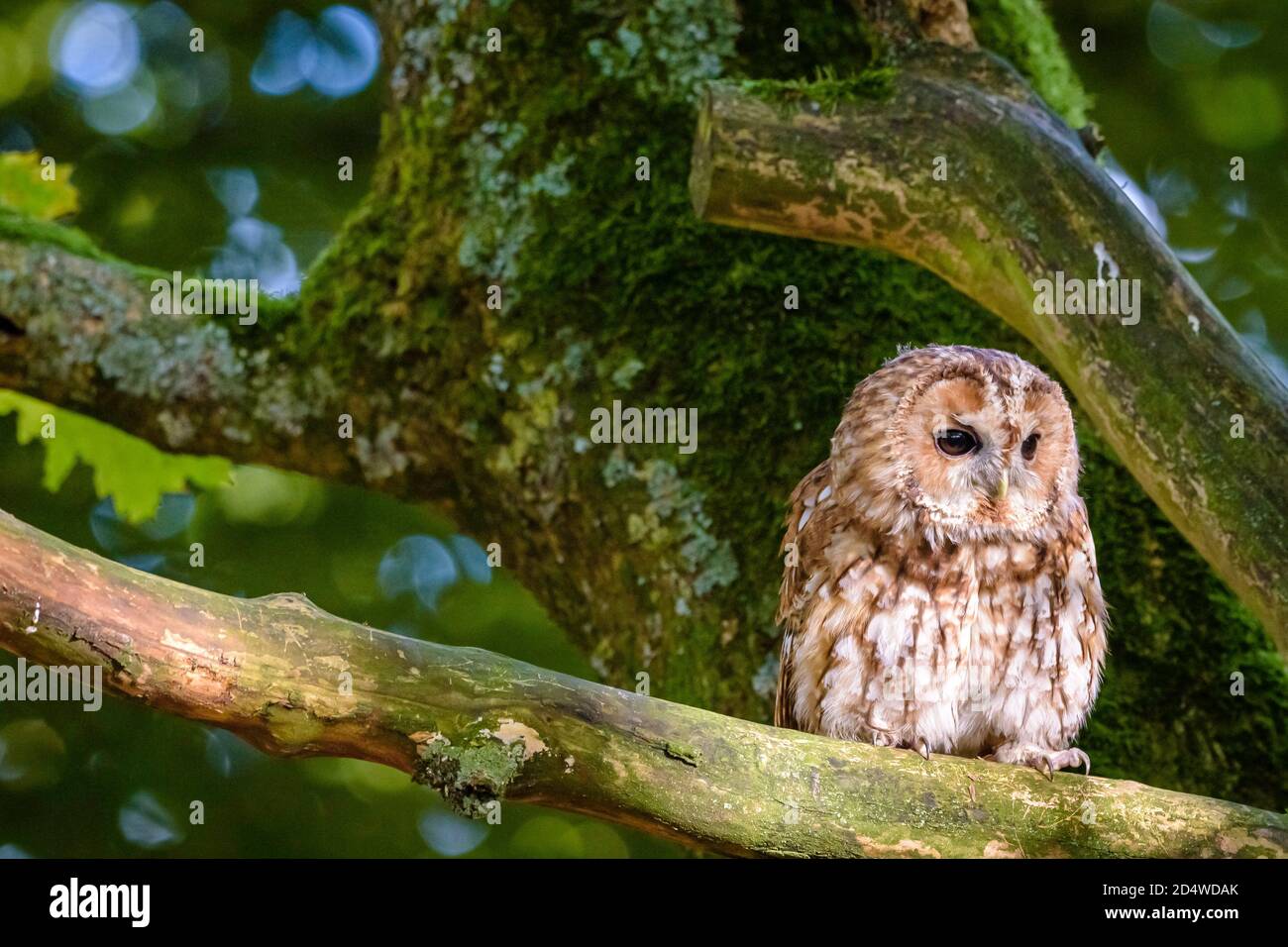 Il gufo o gufo bruno (Strix aluco) è un gufo di media taglia, molto diffuso nei boschi di gran parte del paleartico. Foto Stock