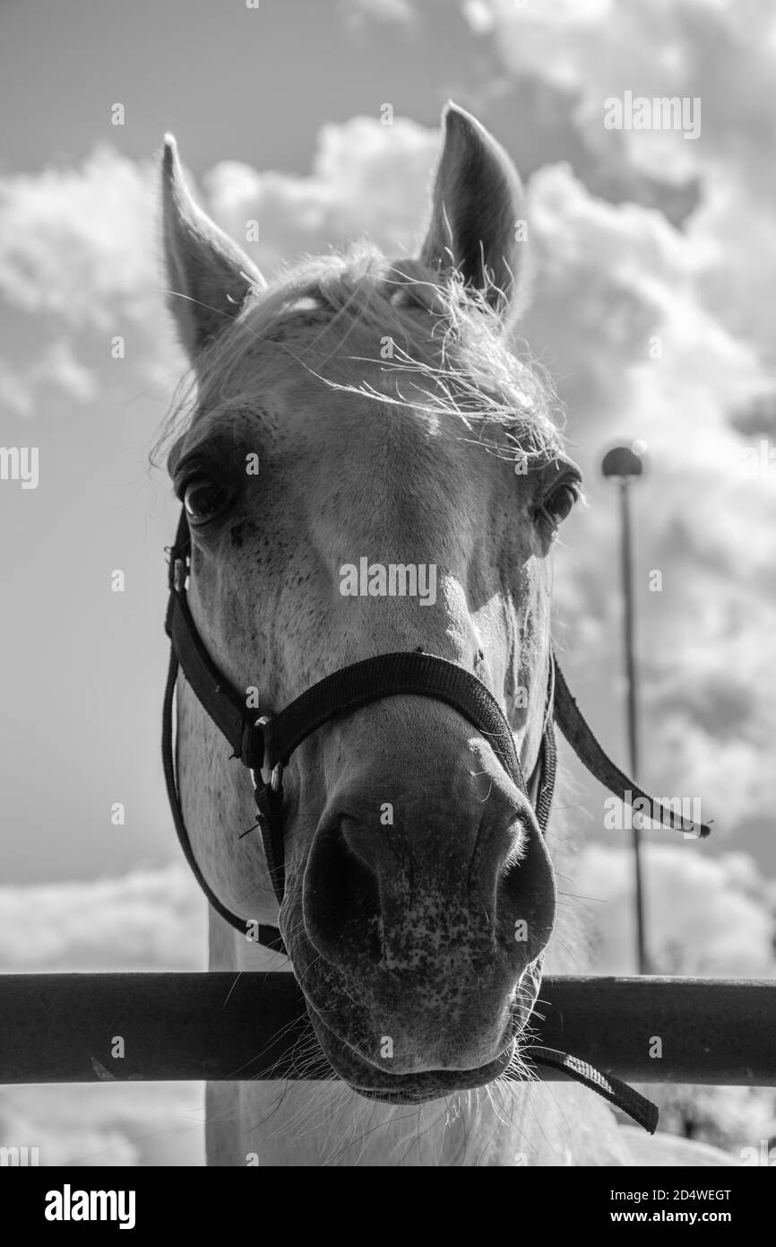 Bianco e nero cavallo Foto Stock