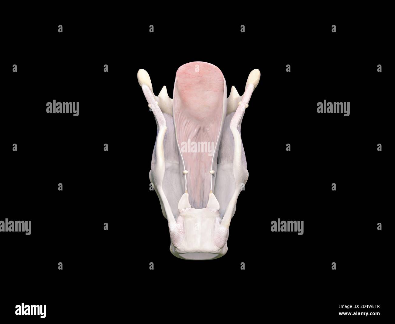 Anatomia della laringe 3d illustrazione medica su sfondo nero, rendering 3d Foto Stock