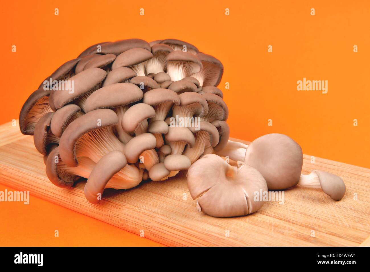 Funghi di ostrica naturali commestibili, tagliere di bambù, su sfondo arancione, funghi per cucinare e sottaceti, primo piano e spazio di copia Foto Stock