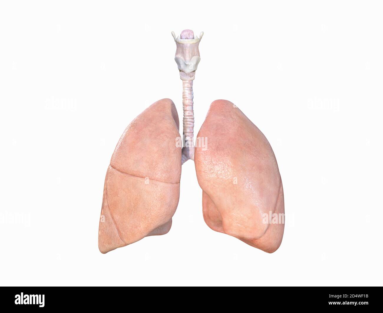 Anatomia realistica dei polmoni, sistema respiratorio umano, polmoni 3d, polmonite, coronavirus, covid-19, cancro, concetto medico di autopsy. Cancro e fumo probl Foto Stock